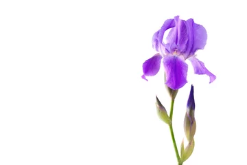 Poster Im Rahmen Blume Iris © murziknata