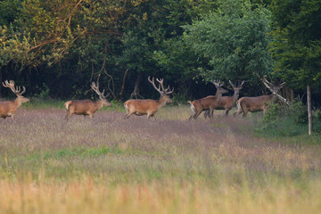 Naklejka na ściany i meble herd of deer with antlers in the woods