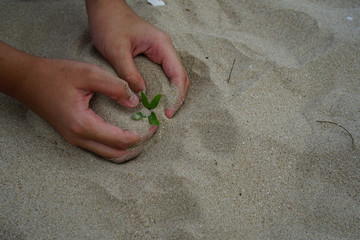 Hand Small tree On the sand