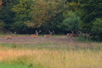 herd of deer with antlers in the woods