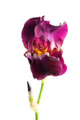Flower  iris on a white background