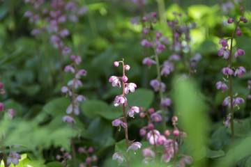 上高地のベニバナイチヤクソウ／長野県松本市