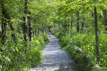 上高地の森／長野県松本市