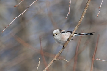Long-tailed Tit sitting on the branch, spring.