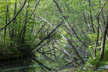 上高地大正池畔の森／長野県松本市