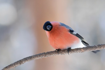Red bullfinch sits on a branch in the forest