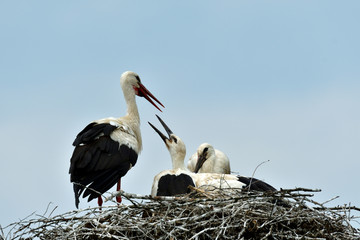 stork mutter feeding the little baby in the nest