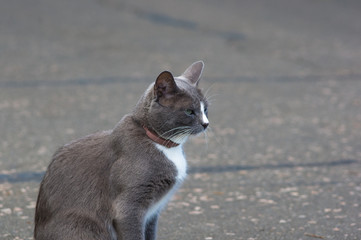 cat on the path of the city Park