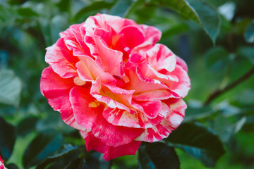 Fototapeta premium Bright pink flower on a green background, garden rose