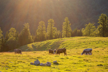 Summer view of the meadow, at sunset.  Summer countryside scene with grazing cows. Agricultural scene