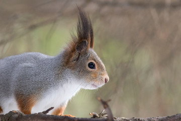 Squirrel's muzzle close-up, portrait