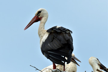 stork mutter feeding the little baby in the nest