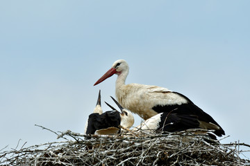 stork mutter feeding the little baby in the nest