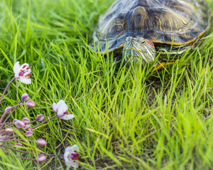 The red-eared turtle rests on land.Trachemys scripta.