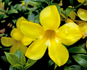 yellow flowers background