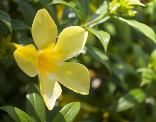 yellow flowers background