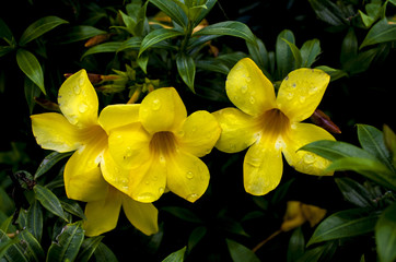 yellow flowers background