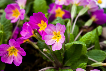 primula