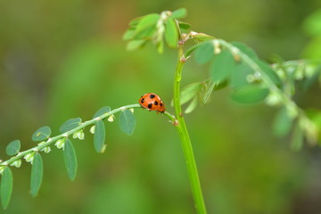 Ladybug