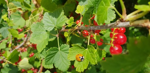 Ladybird on a leaf