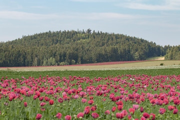 Mohnblühte Waldviertel