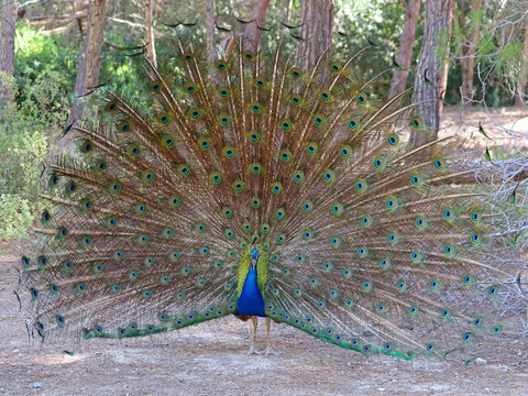 beautiful peacock with open feathers at plaka forest, Kos, greece