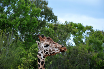 head of a giraffe