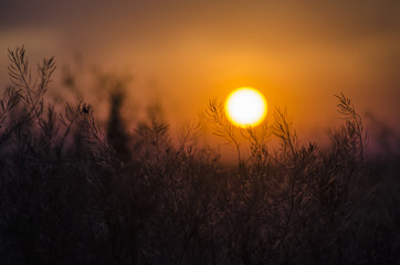 wildflowers on sunset background