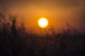 herbs on sunset background