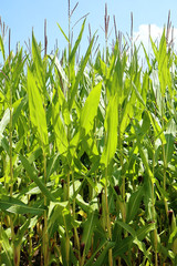 Obraz premium rural Bavaria, maize plants growing in summer high in field