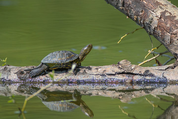 Pond turtle - Emys orbicularis