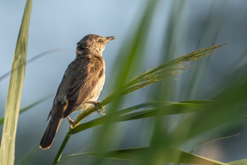 Great reed warbler - Acrocephalus arundinaceus