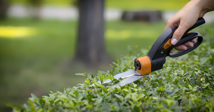 Cutting lawn with scissors in hard-to-reach places, gardener professional