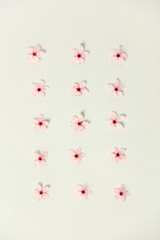 Floral pattern of cherry flowers