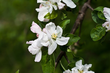 Blossoming white flower 