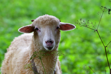 baby sheep lamb grazing the grass and leafs