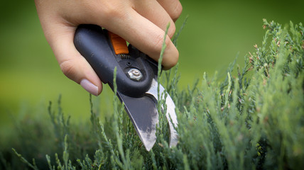 The gardener's hand cuts the unnecessary twig of the yew with a secateur, close up