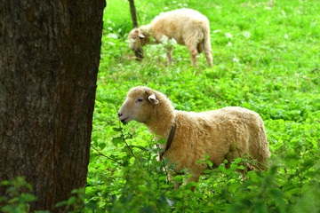 Fototapeta premium baby sheep lamb grazing the grass and leafs