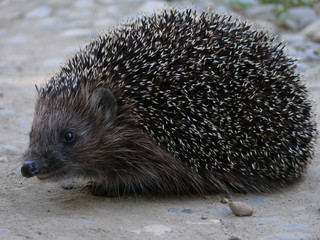 hedgehog