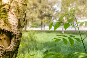 a fragment of a birch on a background of a blurred road