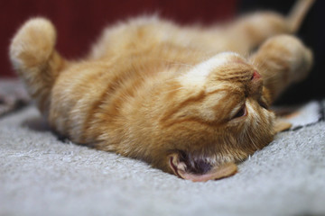 Red cat falls asleep