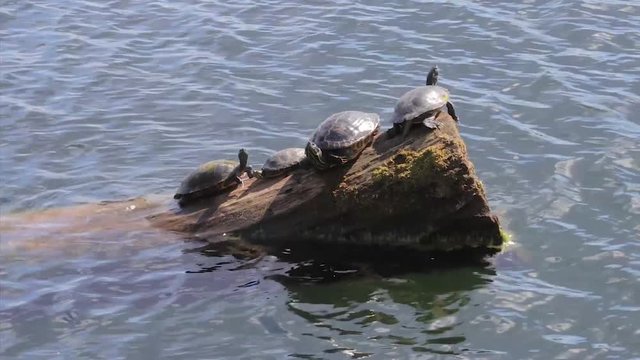turtle group sunning on a log