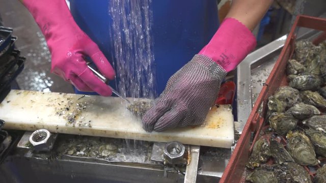 Shucking oyster in a fish market. Opening oyster