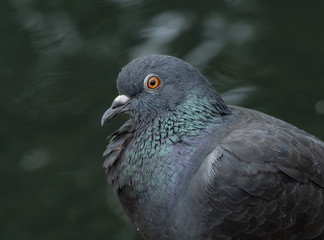 Portrait of a beautiful  pigeon on a sunny spring day. The head of a dove close-up.