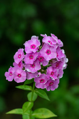 Pink Hydrangea flower (Hydrangea macrophylla) in a garden. Floral background.