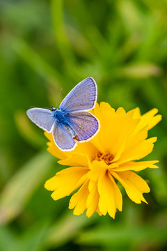 Plebejus argus, Silver Studded Blue Butterfly feeding on wild flowers.