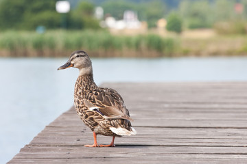 Kaczka krzyżówka © Mariusz Stoszewski