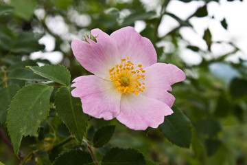 Obraz premium Pink flower