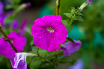 Bright garden flowers on a green background.