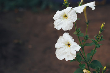 Bright garden flowers on a green background.